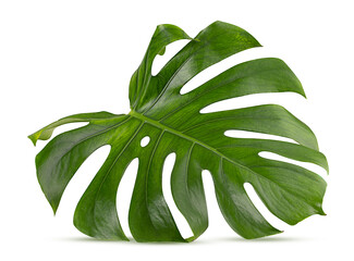 Tropical leaf Monstera
