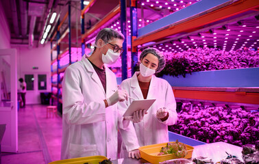 Workers with face mask on aquaponic farm, sustainable business and coronavirus.