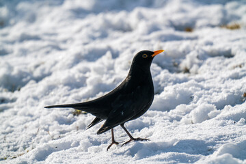 a blackbird male, turdus merula, is pecking seeds on the floor in the garden in winter