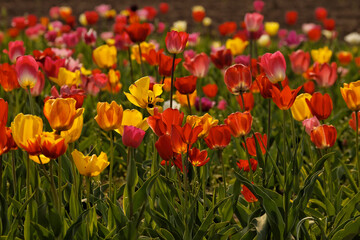 Tulip Field In Lower Saxony, Germany, Europe