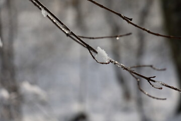 Snow and ice on tree branches in winter forest