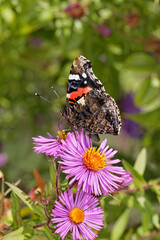 Vanessa atalanta, Red Admiral on Aster in october