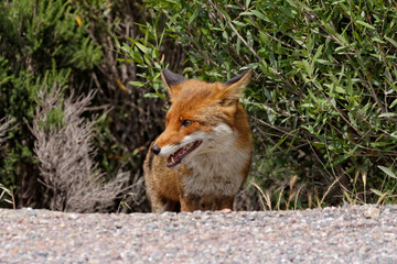 Red Fox (Vulpes vulpes) in the mountains of Corsica, France