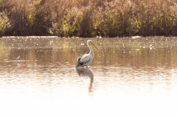 Pelican in an early autumn morning on a lake in Agamon Hula, Israel.