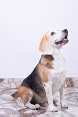 Beagle dog sitting on the floor