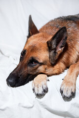Cute domestic dog lies with its paws folded in front of its muzzle. Charming black and red German Shepherd lies on white blanket resting and posing.