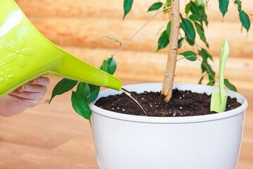 The process of watering a houseplant in a white flowerpot from a watering can. Houseplant care concept, plant transplant, gardening, home garden, eco-friendly home, hobby. Ficus benjamin. © Natalia