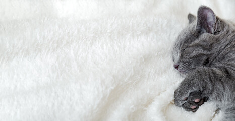 Cute grey kitten sleeping on white soft blanket. Cat rest napping on bed. Comfortable pet sleeping in cozy home. Top view Long web banner with copy space