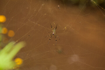 spider on web