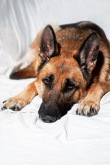Cute domestic dog lies with its paws folded in front of its muzzle. Charming black and red German Shepherd lies on white blanket resting and posing.