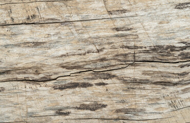 Obraz premium Natural old wood texture background.