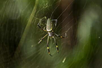 spider on a web