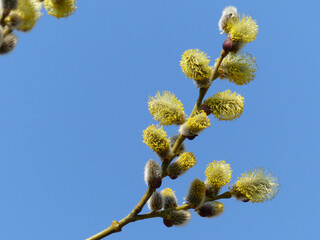 Blooming Corkscrew Hazel, Symbol For Pollen Allergy