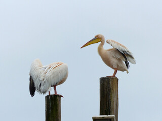 Two Pelicans