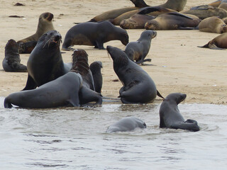 Common Seals And Sea Bears On A Sandbar And In The Water, Atlantic Ocean