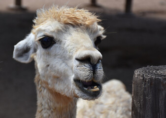White Fluffy Alpaca Chewing with his Bottom Teeth Showing