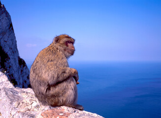 Close up of a wild macaque or Gibraltar monkey
