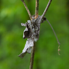 old dry leaf on a branch of a plant on a green background.