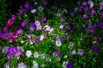 blooming petunia and phlox flowers in the garden.