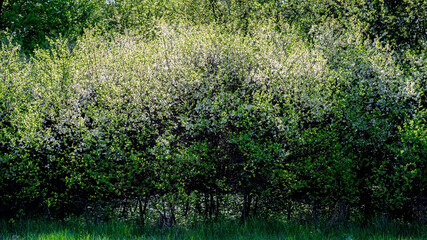 Thickets of flowering blackthorn bush.