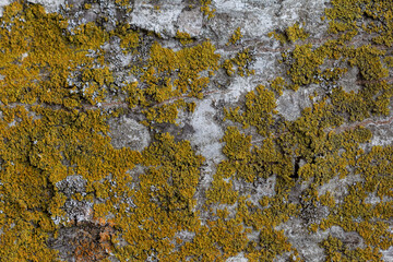 Natural stone,natural stone structure on the cut, streaked with roots of plants, texture for backgrounds,close-up.