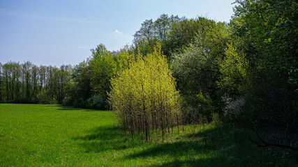 Fototapeta na wymiar Deciduous forest and meadow on a sunny day.