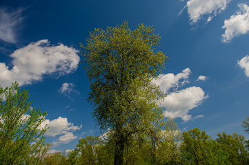 Obraz premium deciduous forest and clouds on a blue sky on a sunny day.