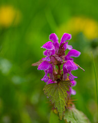 flowering plant with pink flowers in the meadow.