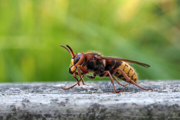 hornisse aus der froschperspektive, seitlich, vespa crabro