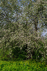 Blossoming apple trees on a sunny day and celandine plants on a meadow in the village.