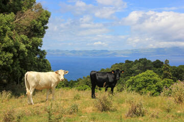 Azores landscape, Pico island, view to Sao Jorge island, cows outdoors, no people.