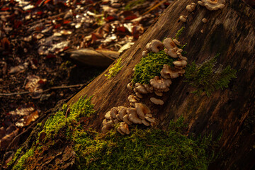 Fototapeta na wymiar Przewalony pień porośnięty mchem i grzybami pośród gałęzi lasu o zachodzie słońca