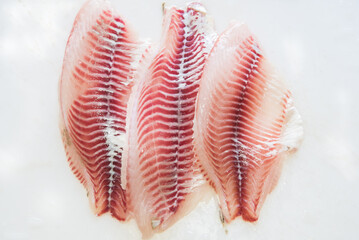 Pisciculture. Coptodon rendalli. Fish on