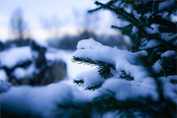 Zielona gałąź świerku przykryta białym śniegiem w zimę na tle pola o zachodzie słońca w pochmurny dzień