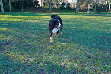 Naklejka na ściany i meble Bernese Mountain Dog walking in the park in winter