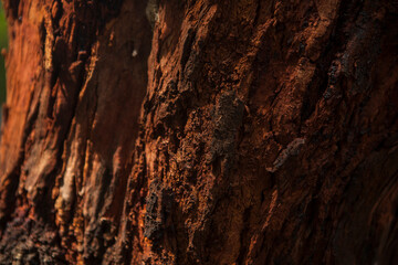 bark of a tree