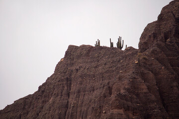 View of the brown rocky cliffs with beautiful texture. Giant desert cactus, Echinopsis atacamensis, growing in the mountaintop. 