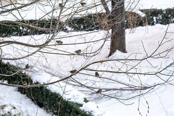 Group of sparrows perched on the branches of a tree after a heavy snowfall 