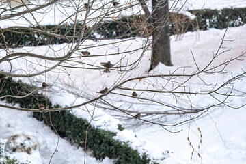 Group of sparrows perched on the branches of a tree after a heavy snowfall 