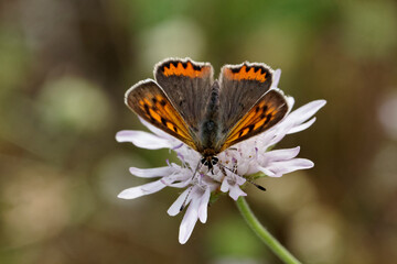 Lycaena phlaeas, Small Copper, American Copper, Common Copper
