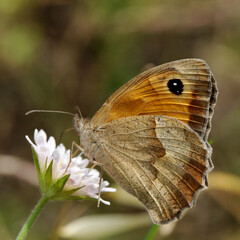 Maniola jurtina, Meadow Brown butterfly (female)