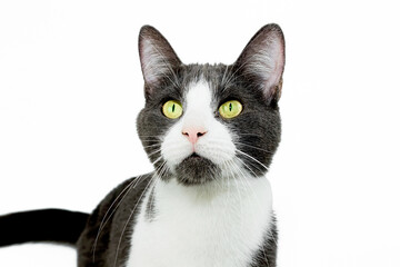 Chat