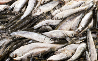 Fresh frozen fish background. The view from top