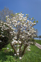 Naklejka premium Magnolia tree in spring