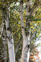 Betula, Birke im Herbst - Birch tree (Betula) in autumn, Lower Saxony, Germany