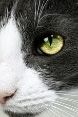 Chat