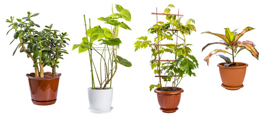 Set of different houseplants in pot