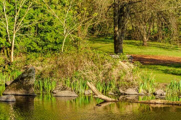 Fototapeta na wymiar View at Small Pond in the Park with Wildlife in British Columbia, Canada.
