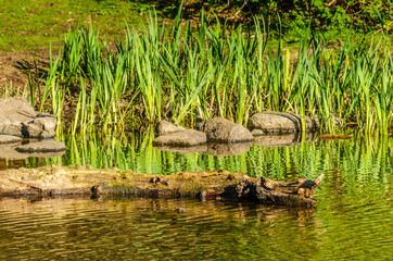 View at Small Pond in the Park with Wildlife in British Columbia, Canada.