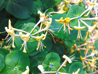 perfoliate honeysuckle blooms in summer with flowers original